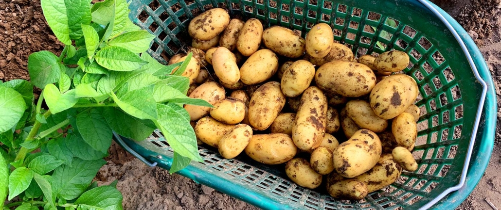 Kartoffeln sind unsere Stärke!