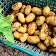 Kartoffeln sind unsere Stärke!