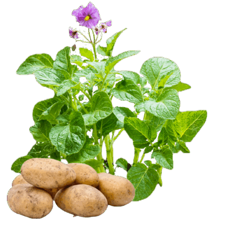 Kartoffelpflanze mit Kartoffeln