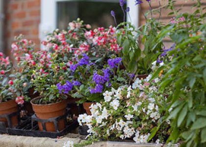 Blumen und Pflanzen Hof Bannick