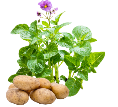 Kartoffelpflanze mit Kartoffeln